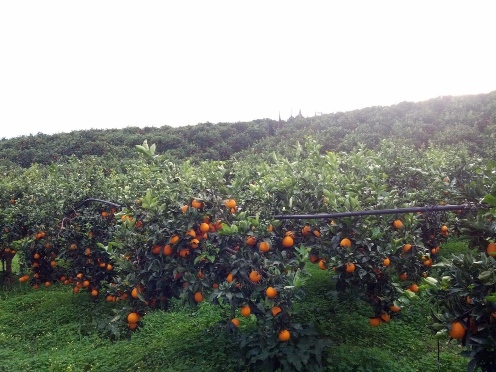 Arance di Ribera Azienda Agricola Caramella