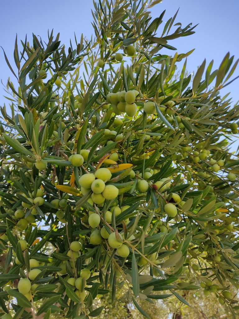 olive biancolilla